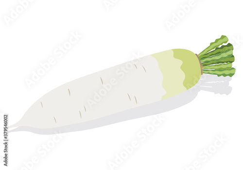 daikon radish illustration