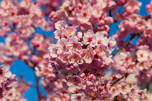 Pink blossom sakura flowers on a spring day in Japan.  Beautiful Japanese Cherry blossoms - Sakura..