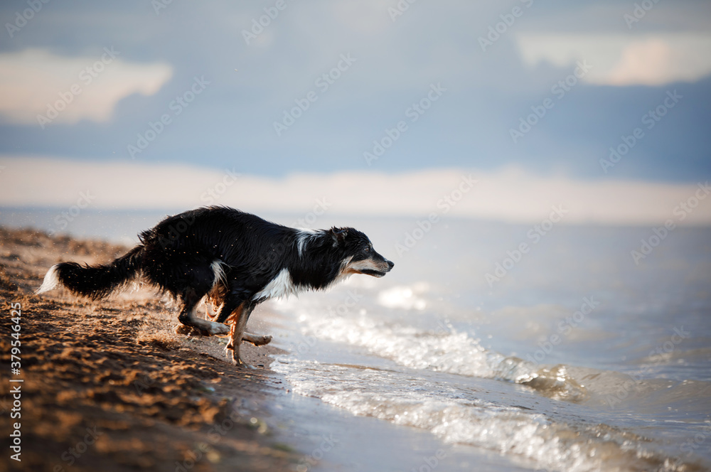 dog jumps into the water. An active pet on the lake.