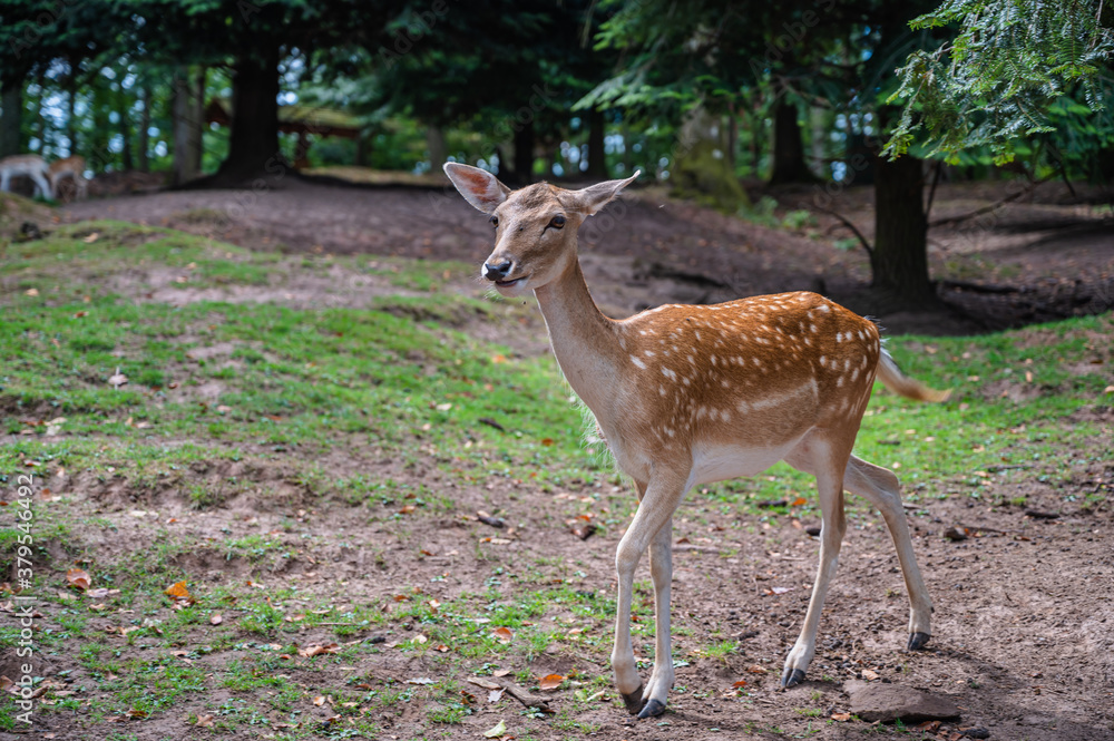 A dappled deer in nature A dappled deer in nature