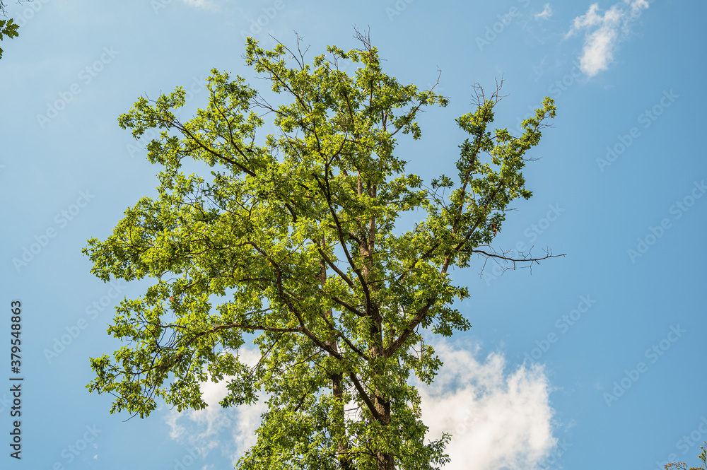 Obraz premium The beautiful tall trees gleaming under the blue sky in the park - great for wallpapers