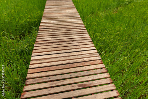 Rice field and wooden walkway background