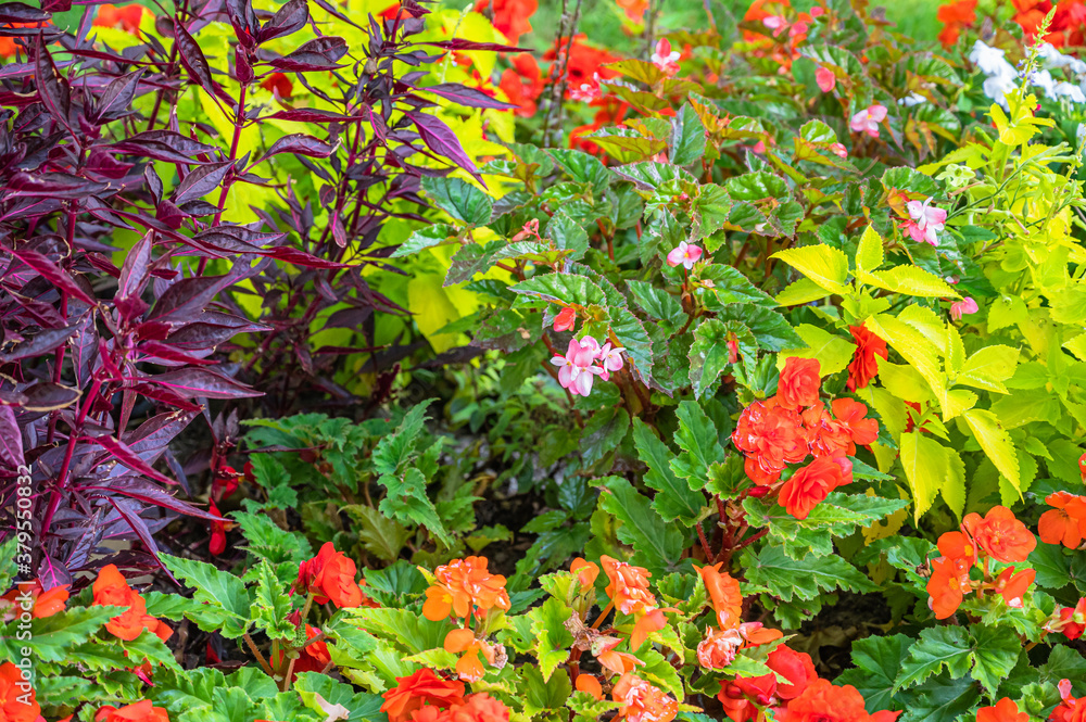 The beautifully blossomed colorful flowers in the garden The beautifully blossomed colorful flowers in the garden