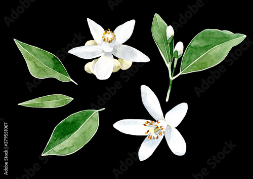 Hand drawn leaves and white orange tree flowers isolated on black background. Citrus aurantium L. Herbal medicine and aroma therapy. photo