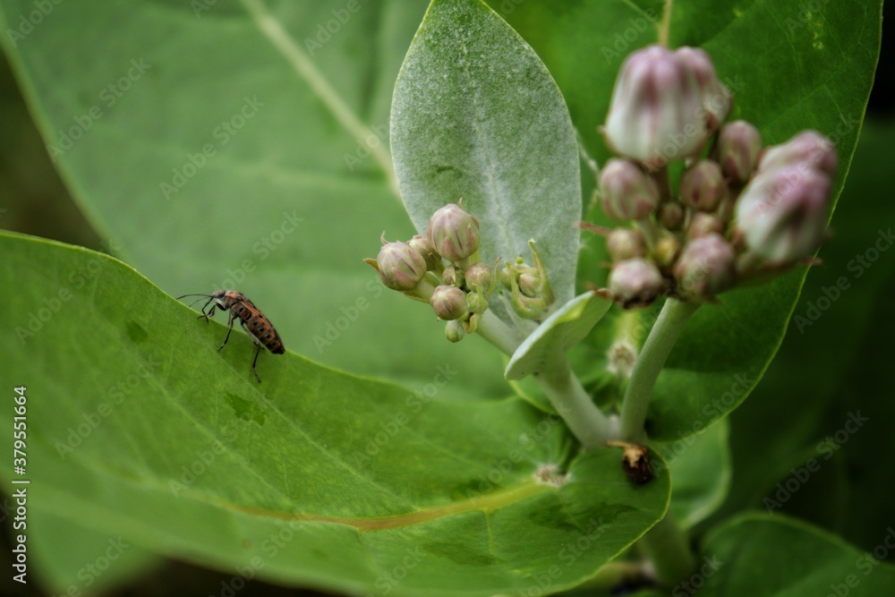 Fototapeta premium ant on a leaf
