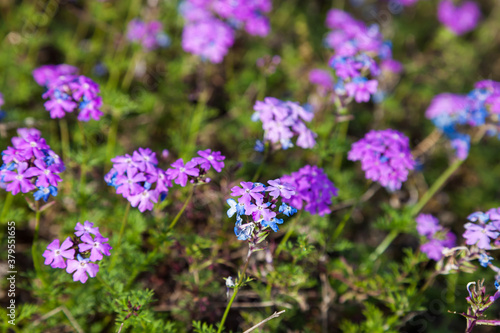 colorful pink moss phlox as background.  Pink Moss Flower