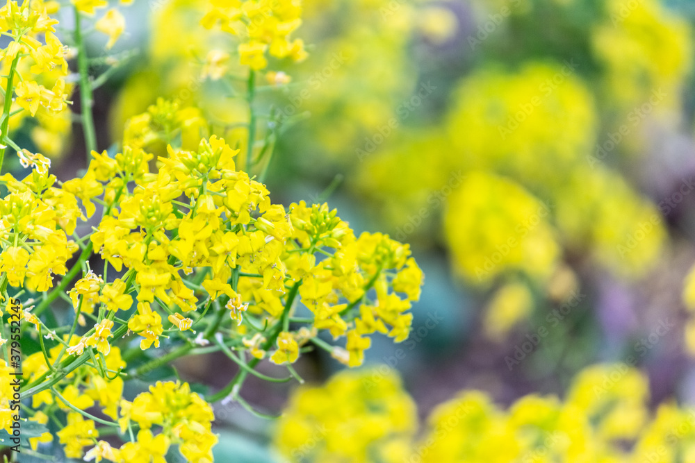 Field of rapeseed. Close up of yellow flowers for background. Macro. Field of rapeseed. Close up of yellow flowers for background. Macro.