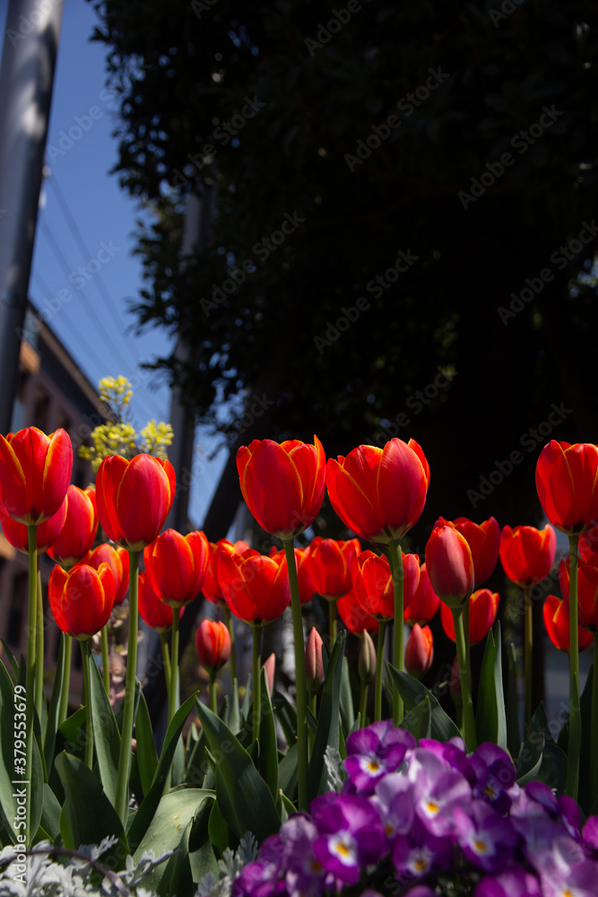 Obraz premium チューリップ