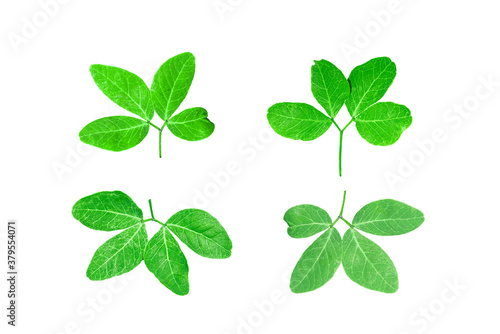 SeveralTamarind leaves were placed on a white background.