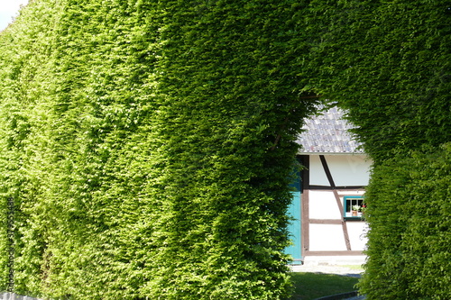 Typische Buchenhecke in Höfen / Eifel