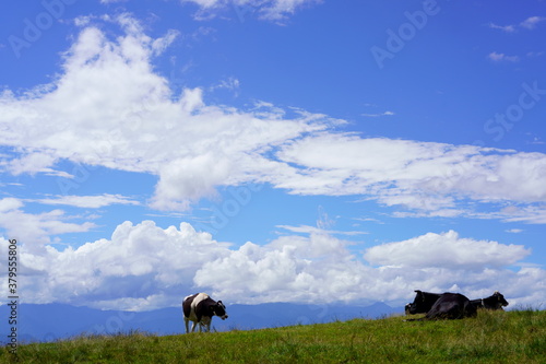 Cows are eating grass on the ranch against the deep blue sky © GS Planning