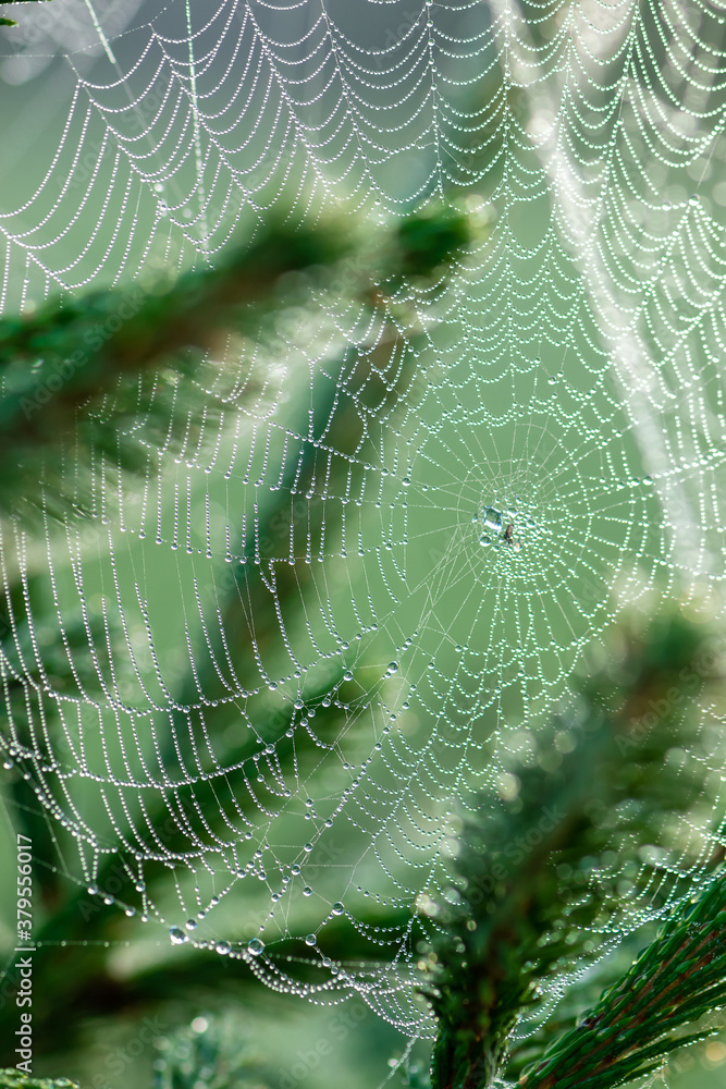 Autumn concept. Wet with dew bubbles spider web hanging on spruce tree during early autumn morning time