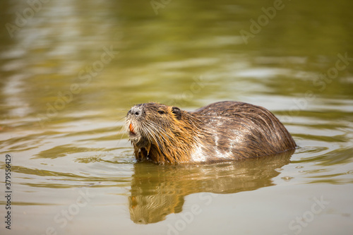 The coypu (Myocastor coypus), large brown rodent swimming in the water, wild scene from nature, Slovakia.