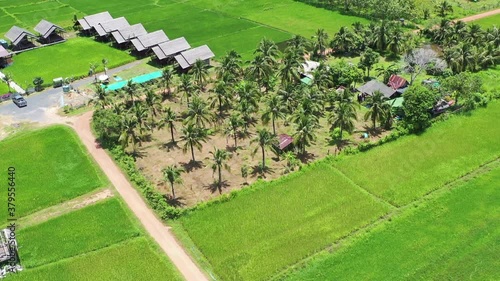 Aerial view of rice fields in countryside, Land with grown plants of Aerial footage.
