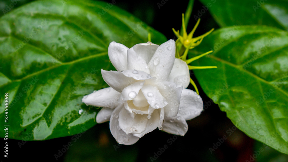 Cape jasmine (Gardenia jasminoides) flower bloom in garden. Cape jasmine (Gardenia jasminoides) flower bloom in garden.