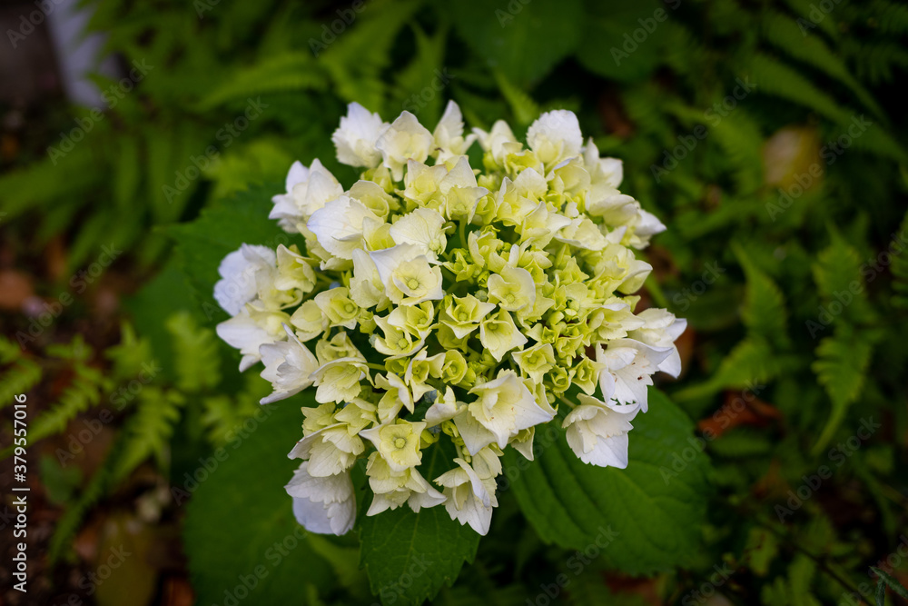 紫陽花の花の近影 紫陽花の花の近影