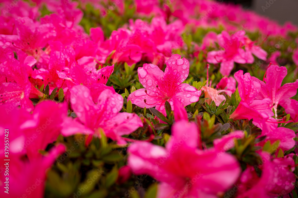 Fototapeta premium ツツジの近影
