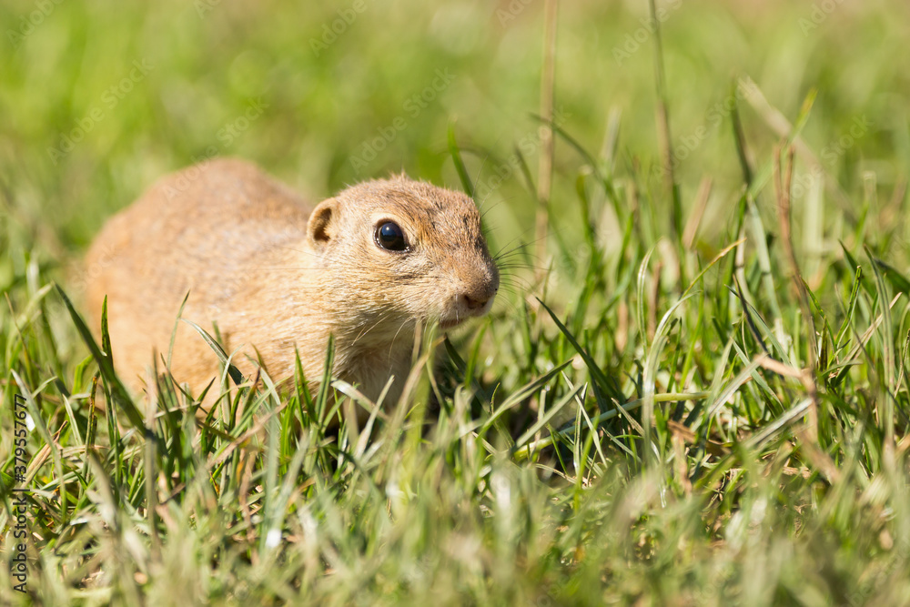 Cute European ground squirrel (Spermophilus citellus, Ziesel) sitting on a meadow and eating grass. National park Muranska planina in Slovakia. Cute European ground squirrel (Spermophilus citellus, Ziesel) sitting on a meadow and eating grass. National park Muranska planina in Slovakia.