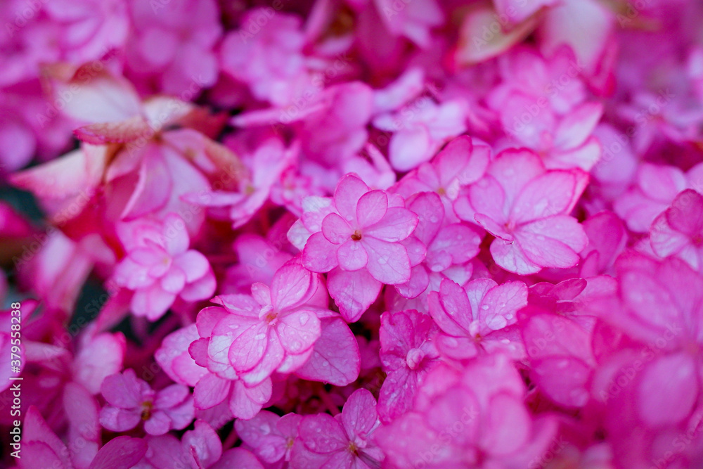 紫陽花の花の近影