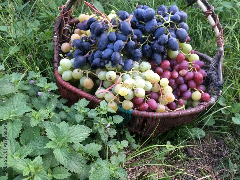 Grape Grape