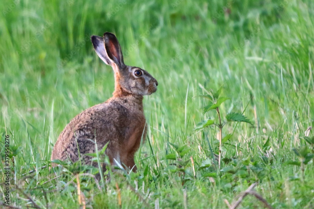 Fototapeta premium zajac