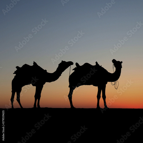 Photography silhouette of camel