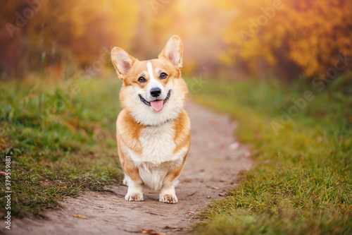Foto Portrait happy corgi dog in park, smiling on background of autumn forest