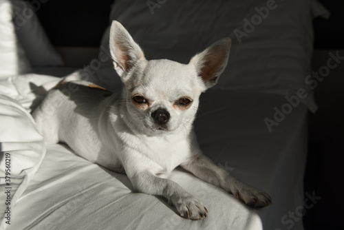 cane animale domestico cane su letto 