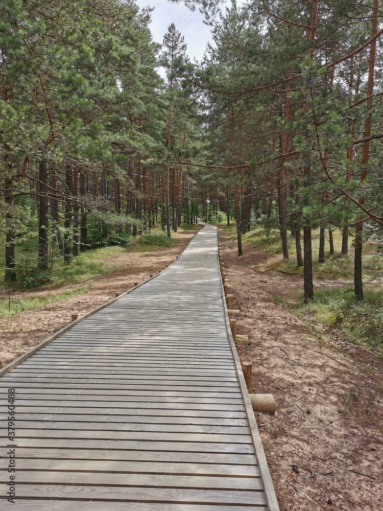 path in the woods Latvia path in the woods Latvia