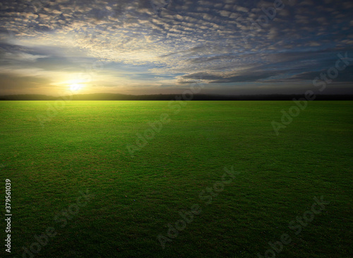 Natural green grass field in sunset