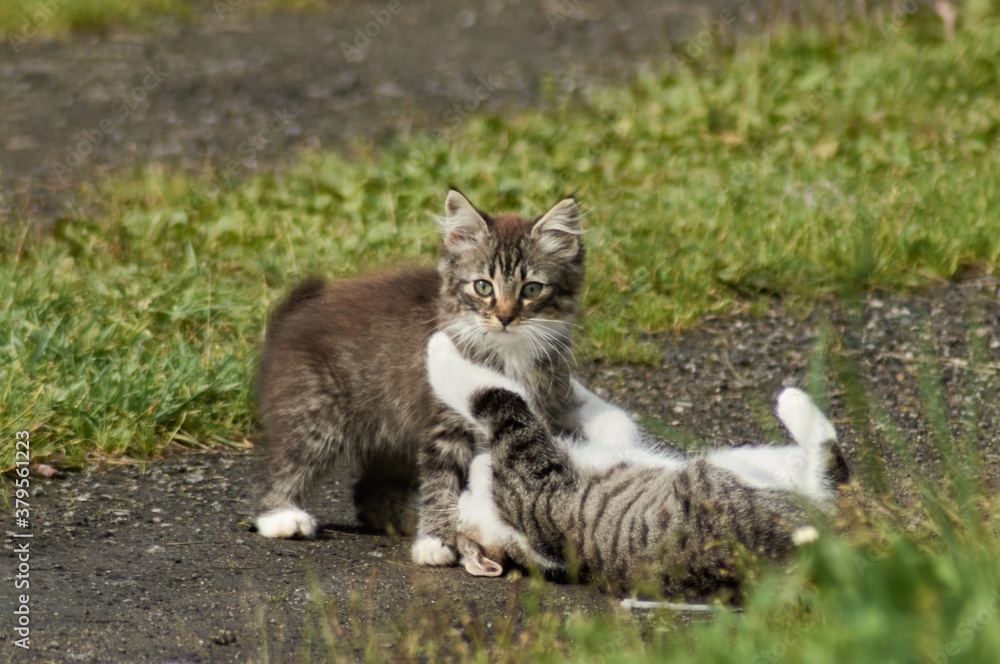 kittens play on the grass