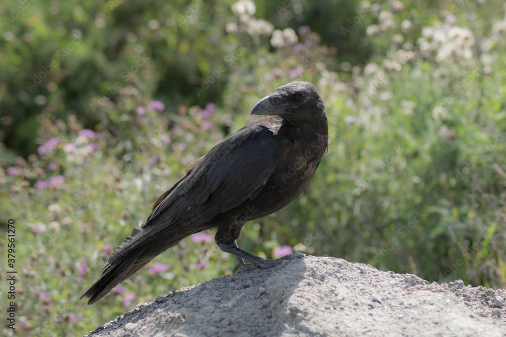 Fototapeta premium big crow
