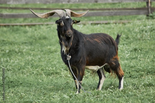 goat on pasture