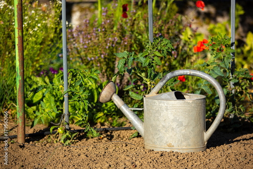 Arrosoir au soleil dans un jardin potager au printemps.