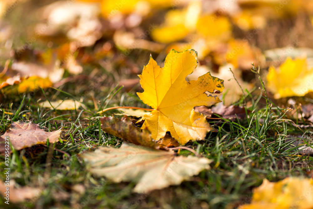 Delightful autumn orange maple leaves close-up with place for text. Delightful autumn orange maple leaves close-up with place for text.