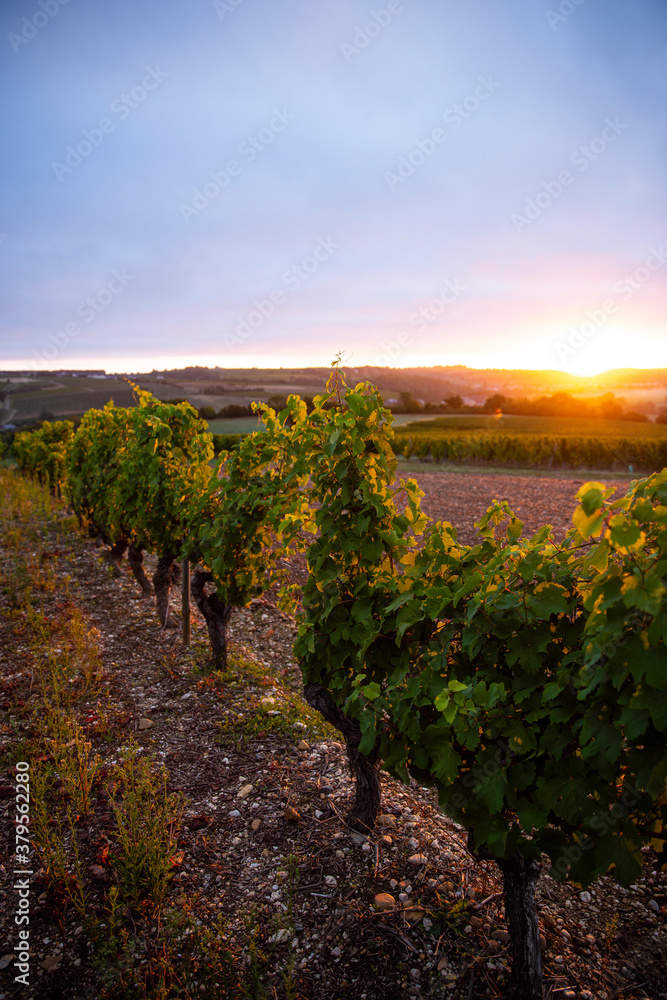 Couché de soleil dans les vignes en France.