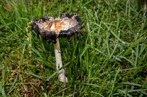 Coprinus comatus, shaggy ink cap mushroom