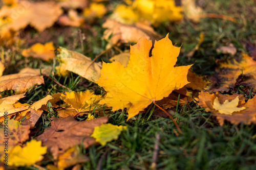 Delightful autumn orange maple leaves close-up with place for text.