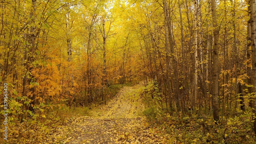 Obraz premium autumn in the forest