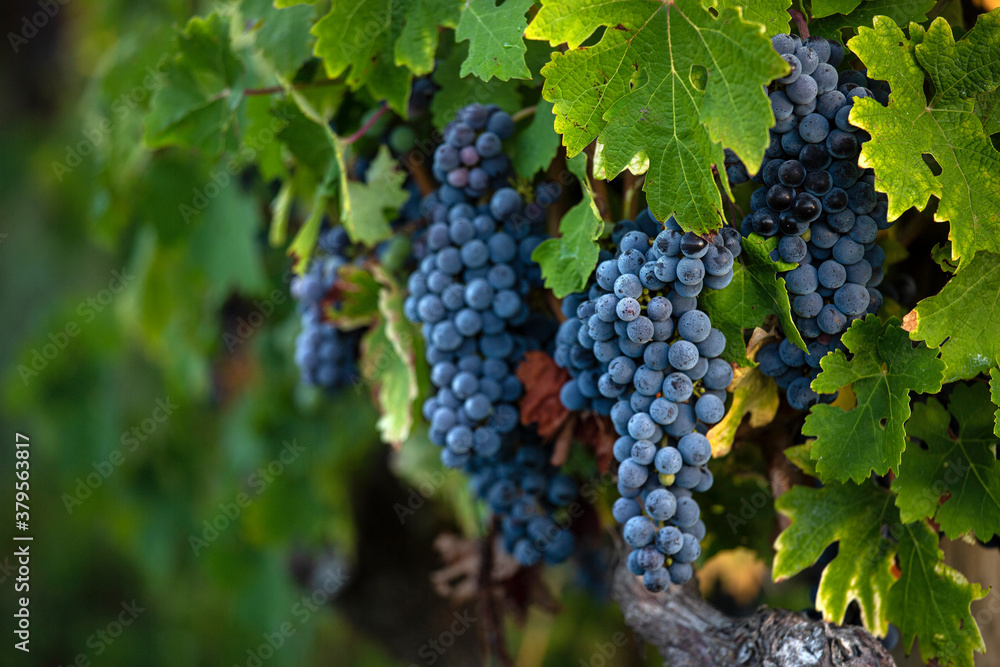 Grappes de raisin noir dans les vignes.