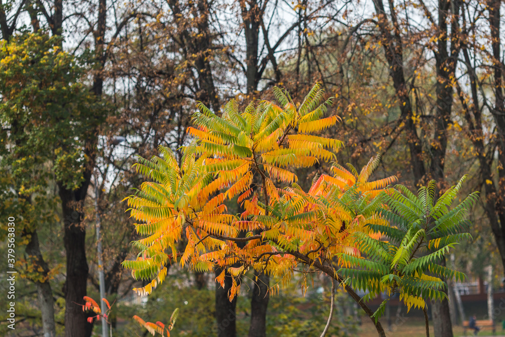 Delightful autumn yellow maple leaves close-up with place for text. Delightful autumn yellow maple leaves close-up with place for text.