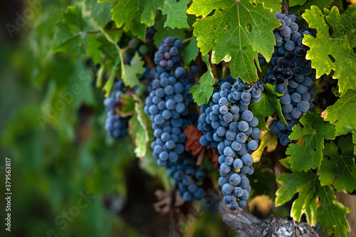 Grappes de raisin noir dans les vignes.