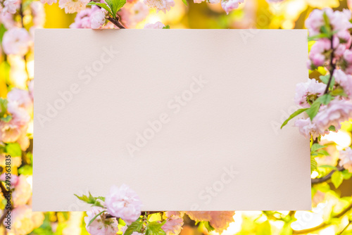 Pink paper blank between flowering almond branches in blossom. Pink flowers as a frame.