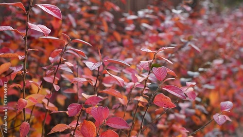 branches with autumn red and orange Cotoneaster lucidus, the shiny cotoneaster, or hedge cotoneaster leaves, close up full HD stock video footage in background real-time