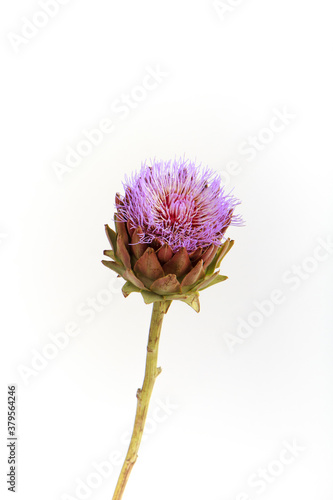 Single artichoke flower on white backdrop, greeting card concept, selective focus