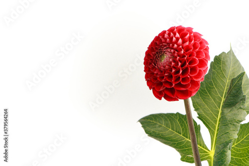 Red fragile dahlia flower isolated on white background, greeting card