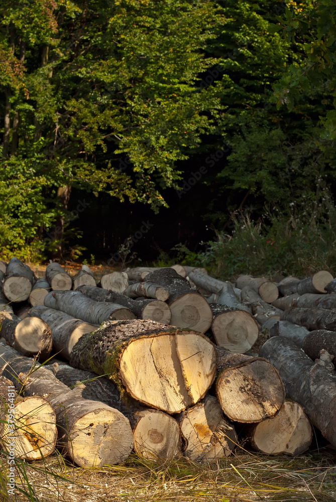 The felled trees lie on the ground. Logs close up on a pile on a forest background. The concept of illegal deforestation and environmental protection. The felled trees lie on the ground. Logs close up on a pile on a forest background. The concept of illegal deforestation and environmental protection.