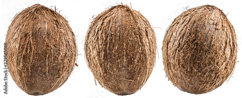 Three coconuts - large brown tropical fruits isolated on white background.