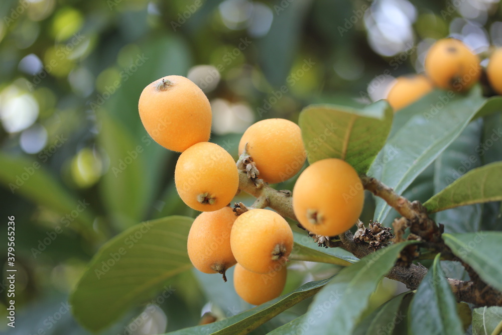 Loquat | Nèfle du Japon Loquat | Nèfle du Japon