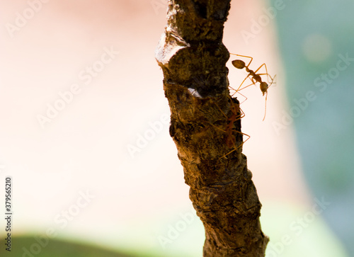 Ant